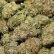 Afghani Death Bubba